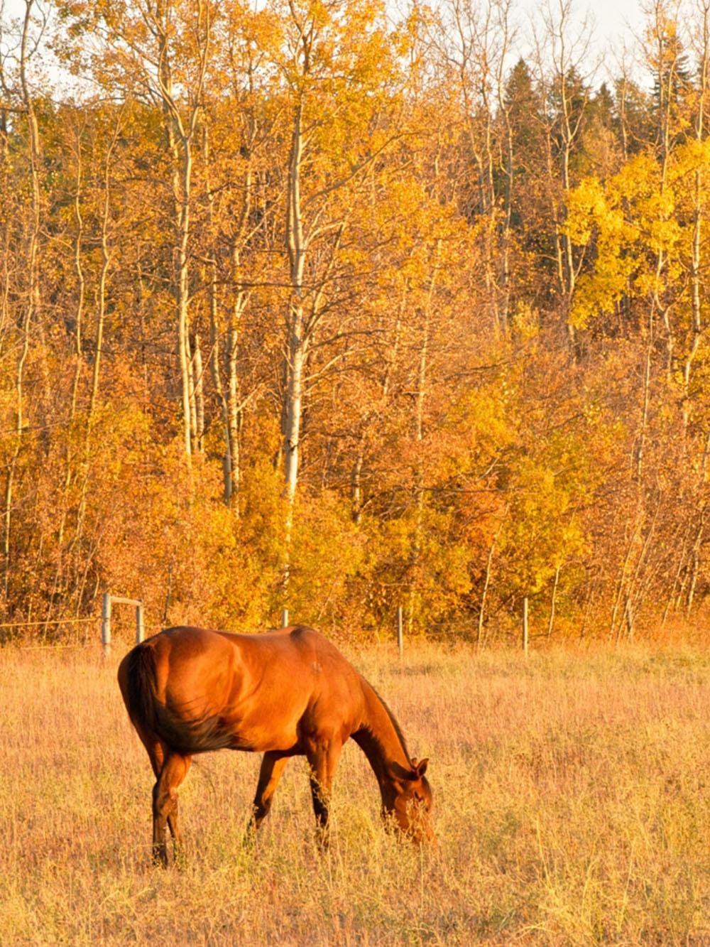 PastureLand Equine North Mix